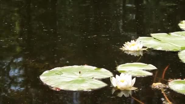 Lirio de agua — Vídeos de Stock