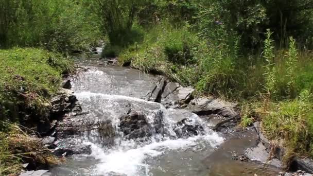 Pequeño río — Vídeos de Stock