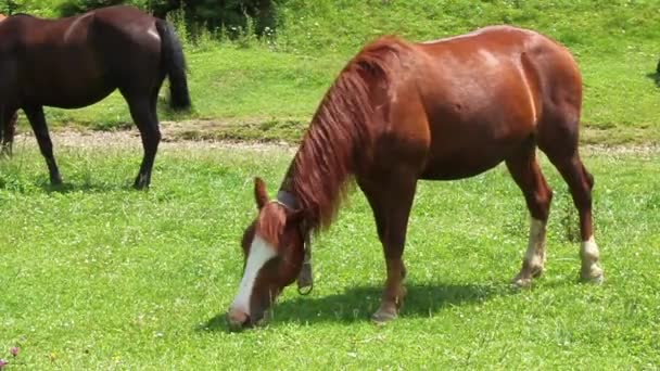 cheval sur prairie verte