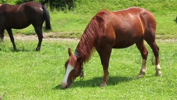 Paard op groene weide — Stockvideo