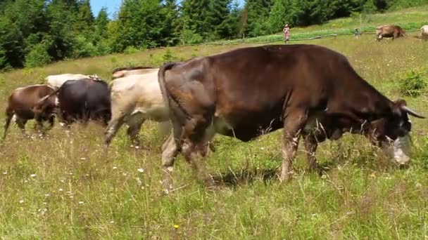 Rebaño de vacas — Vídeos de Stock