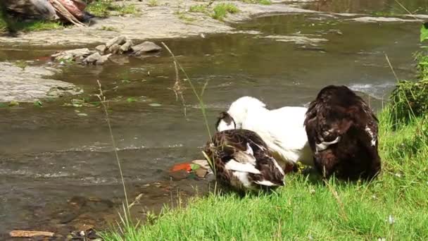 Patos. — Vídeos de Stock