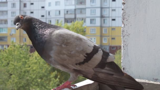 회색 비둘기 — 비디오