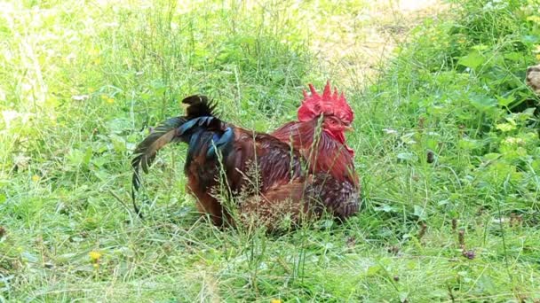 Петух с красной расческой сидит на зеленой траве — стоковое видео