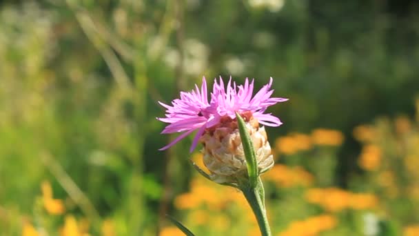 Beautiful little flower — Stock Video