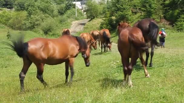 Chevaux sur prairie 