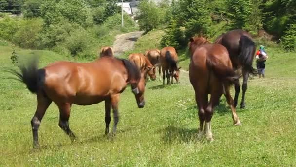 Horses on meadow — Stock Video