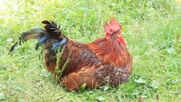 coq