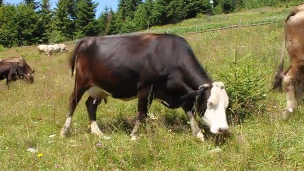 Rebaño de vacas — Vídeo de stock