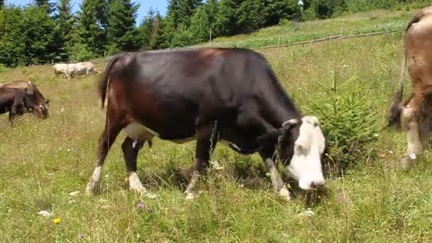 Herd of cows — Stock Video