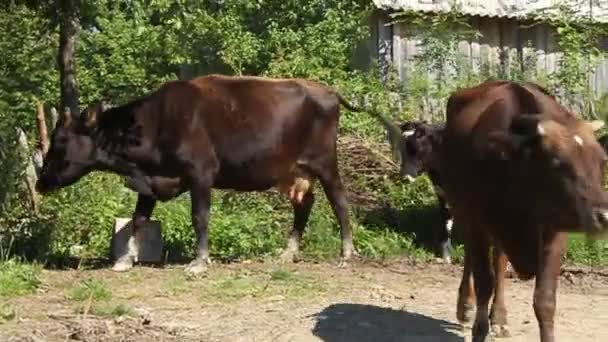 Rebaño de vacas — Vídeos de Stock