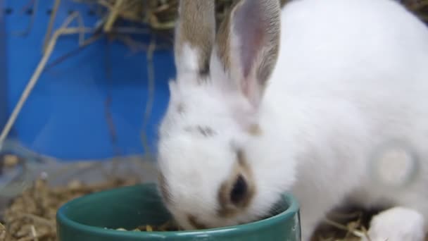 Conejo en jaula — Vídeo de stock