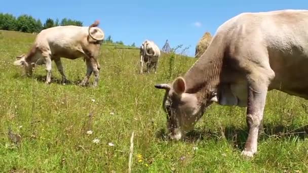 Rebaño de vacas — Vídeos de Stock