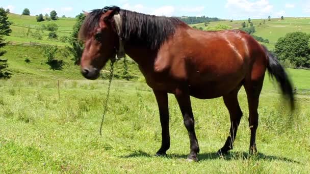 Horse on the meadow — Stock Video