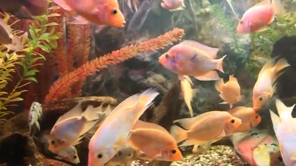 Aquarian fish — Stock Video