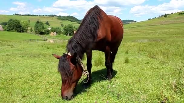 Лошадь на лугу — стоковое видео