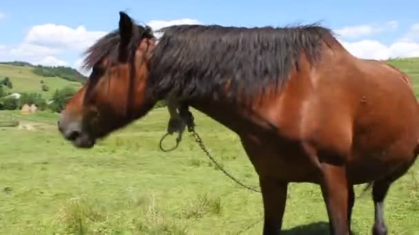 牧草地に馬 — ストック動画