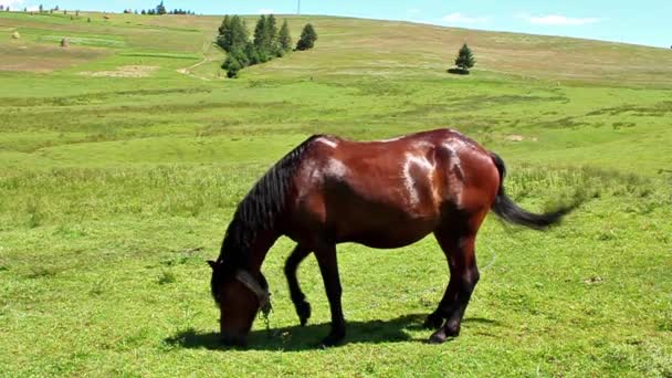 Paard op de weide — Stockvideo