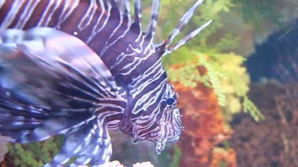 Grandes peces de mar — Vídeos de Stock