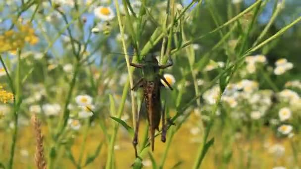 Grande sauterelle verte — Video