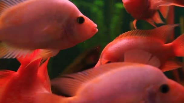 Kırmızı balık — Stok video