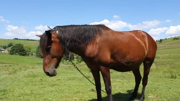 Paard op groene weide — Stockvideo