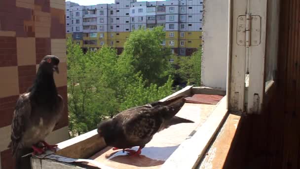 Impudent pigeon — Stock Video