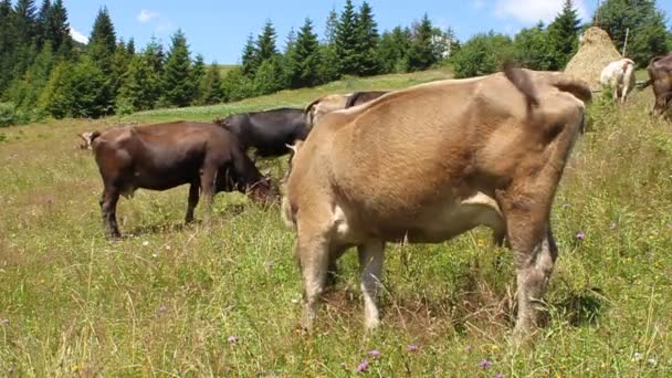 troupeau de vaches
