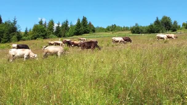 Vacas y hermosa naturaleza — Vídeos de Stock