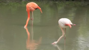 pembe flamingo