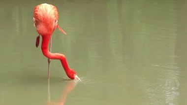 pembe flamingo