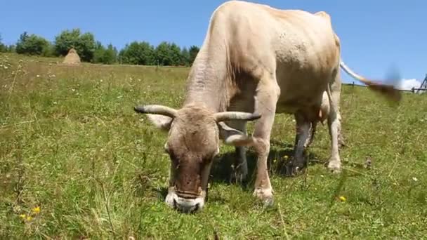 Vacas y hermosa naturaleza — Vídeos de Stock