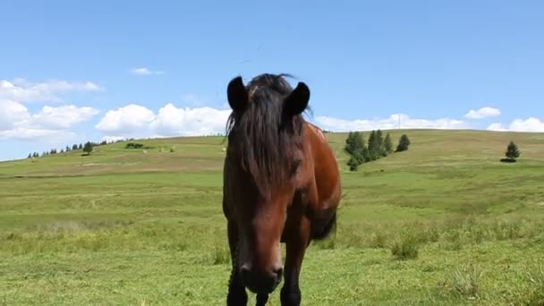 Лошадь на зеленом лугу — стоковое видео