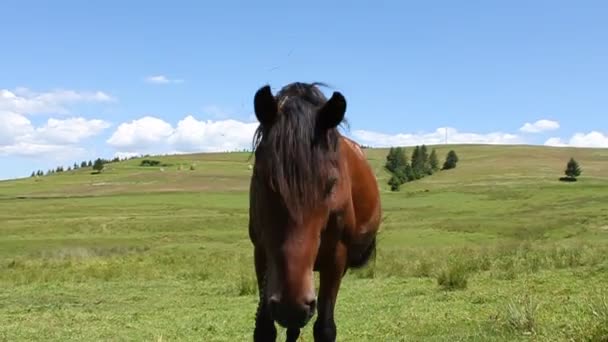 Koń na zielonej łące — Wideo stockowe