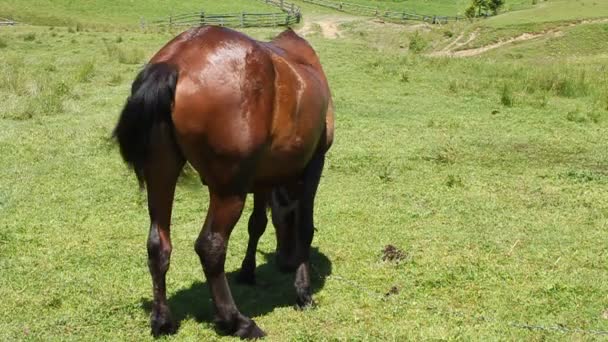 Caballo en pradera verde — Vídeo de stock