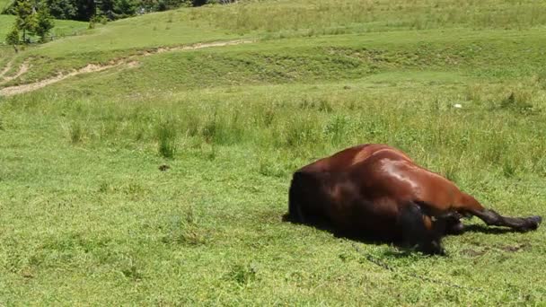 Paard op groene weide — Stockvideo