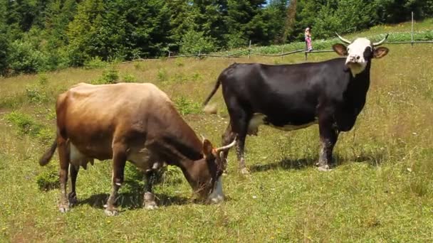 Rebaño de vacas — Vídeo de stock