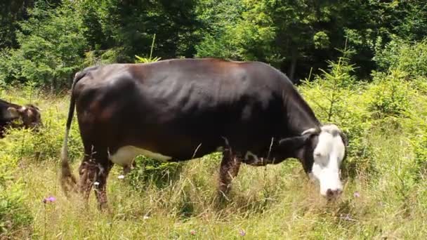 Troupeau de vaches — Video