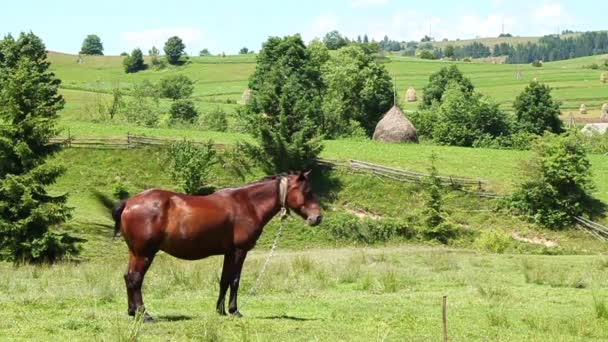 Chevaux sur prairie — Video