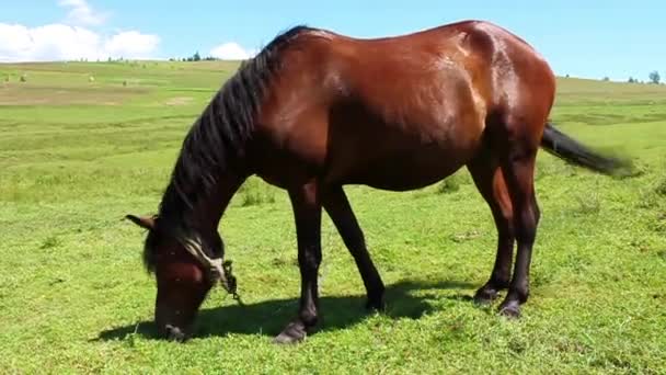 Caballo en el prado — Vídeo de stock