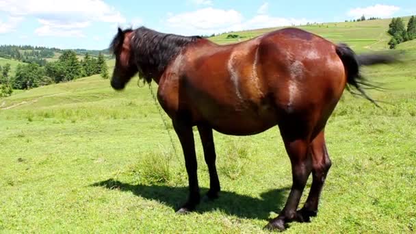 Horse on meadow — Stock Video