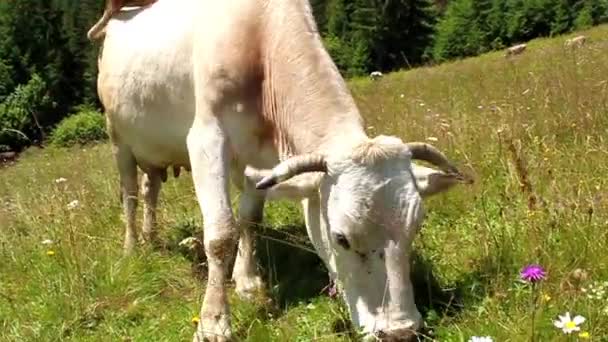 Rebaño de vacas — Vídeos de Stock