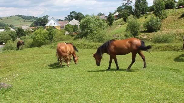 Horses — Stock Video