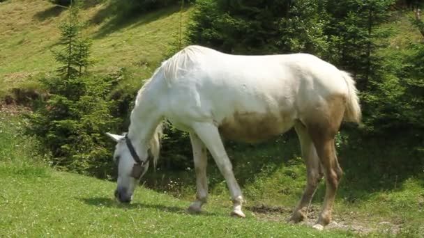 Chevaux