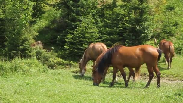 Cheval sur prairie 