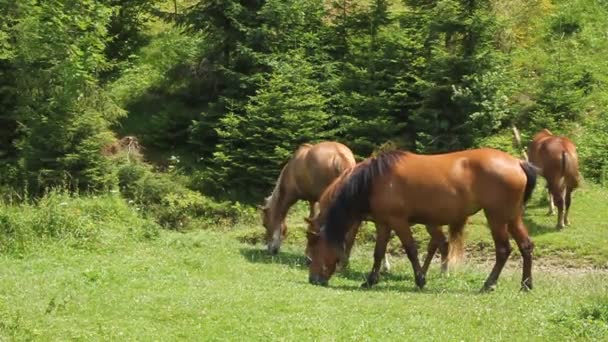 Pferd auf der Weide — Stockvideo