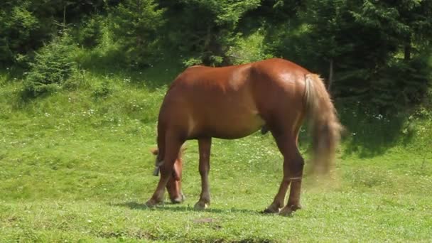 Cheval sur prairie 