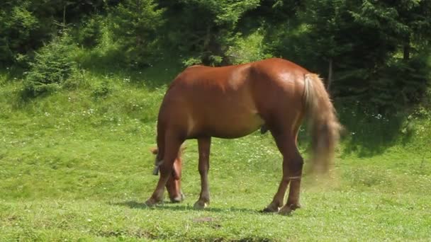 Paard op weide — Stockvideo