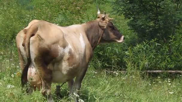 Стадо коров — стоковое видео