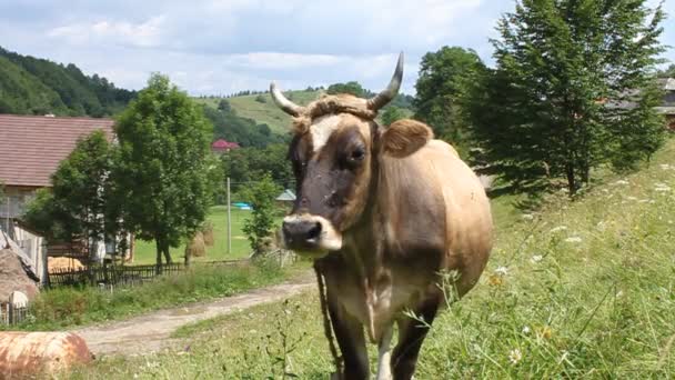 Rebaño de vacas — Vídeos de Stock